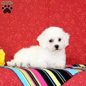 Catfish, Bichon Frise Puppy